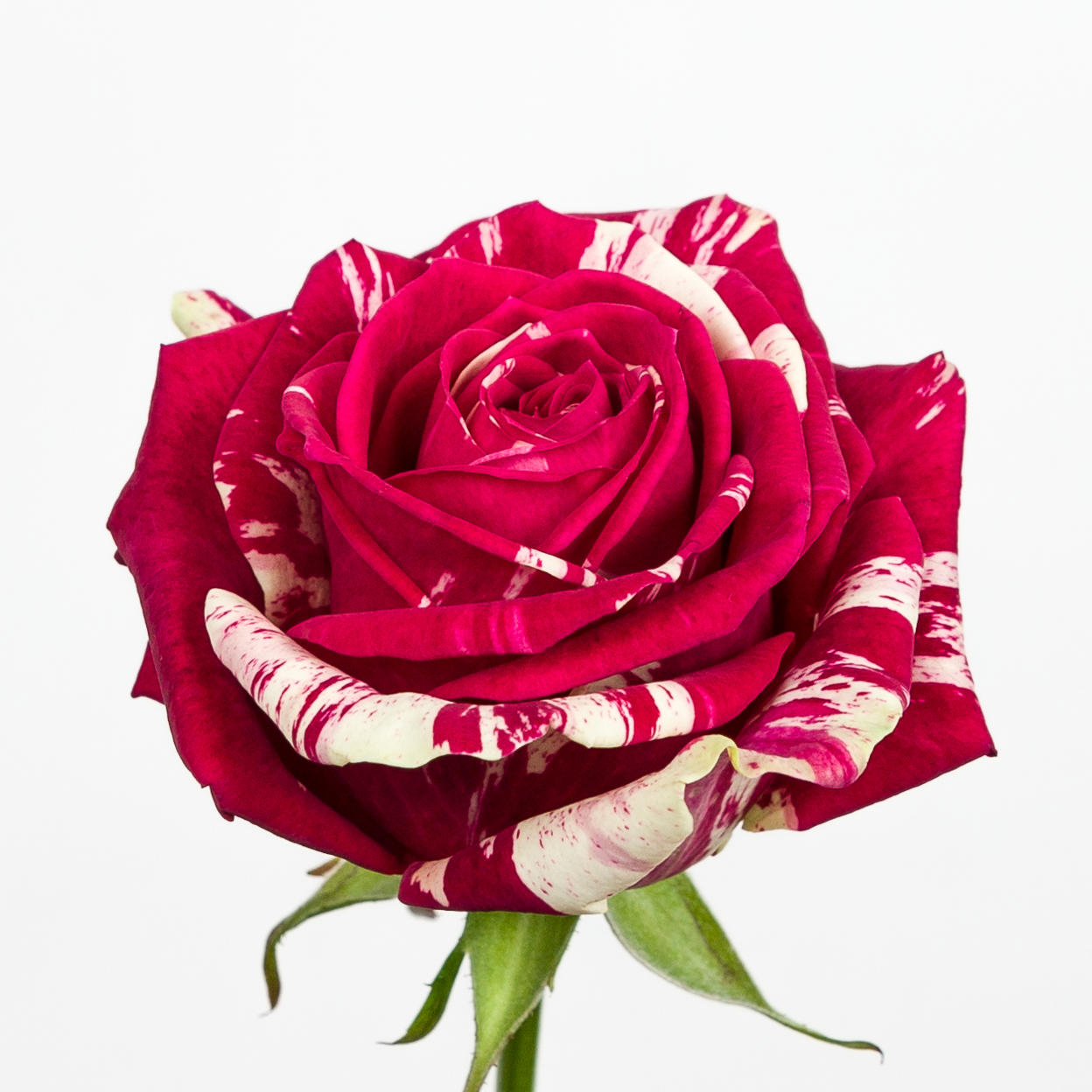 10x Rosa harlequin 30cm