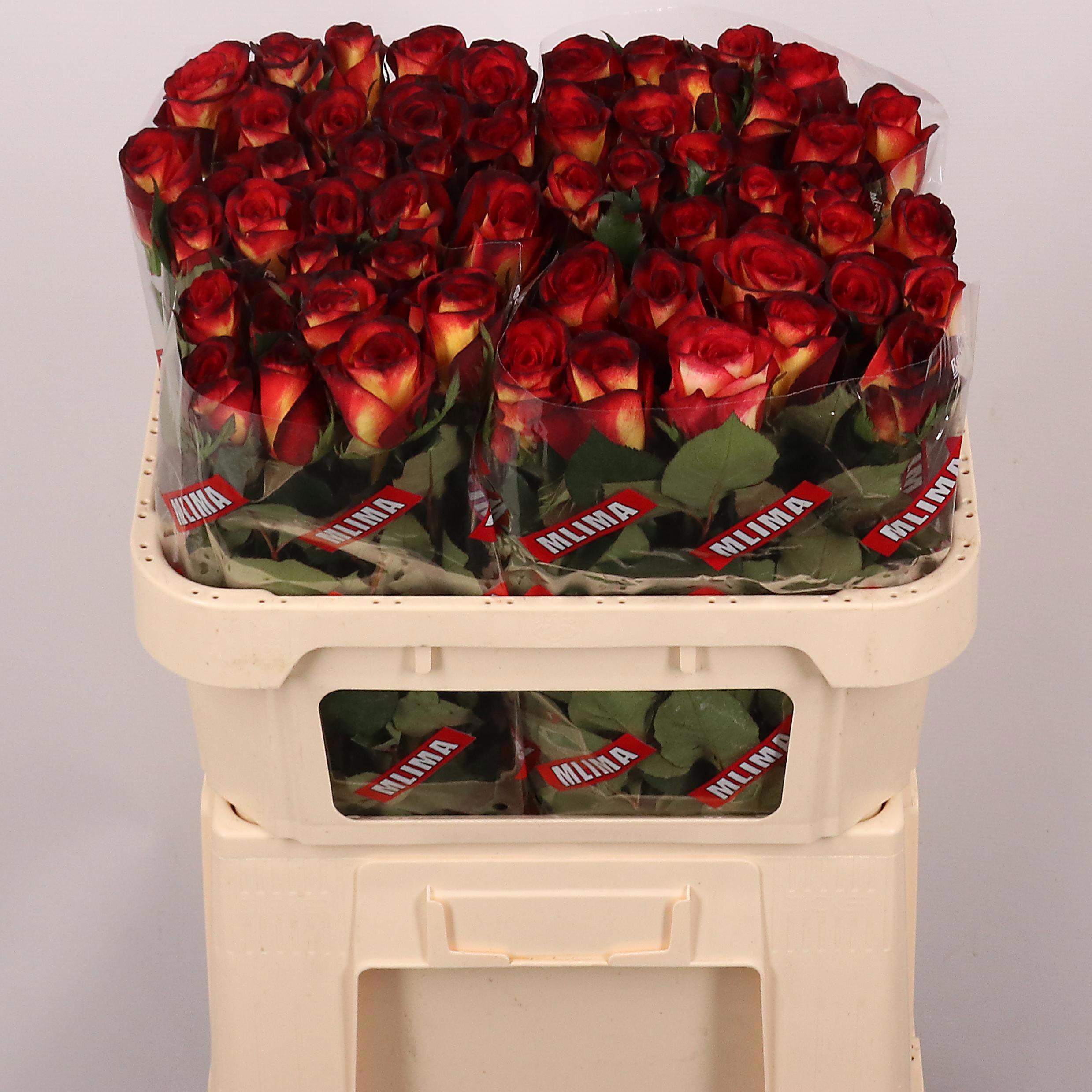 10x Rosa magma 70cm