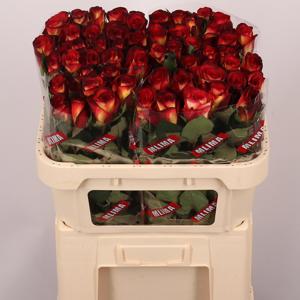 10x Rosa magma 70cm