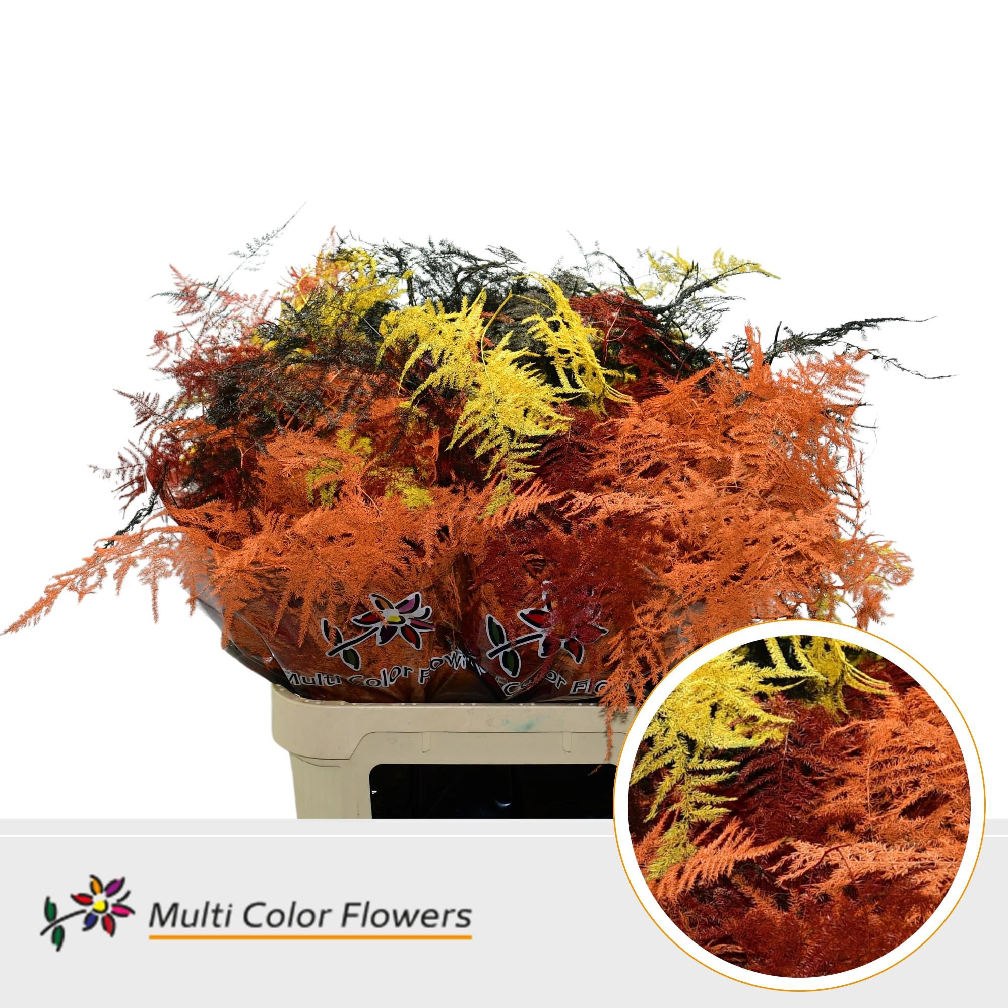 50x Aspar.lang get. autumn mix 80cm