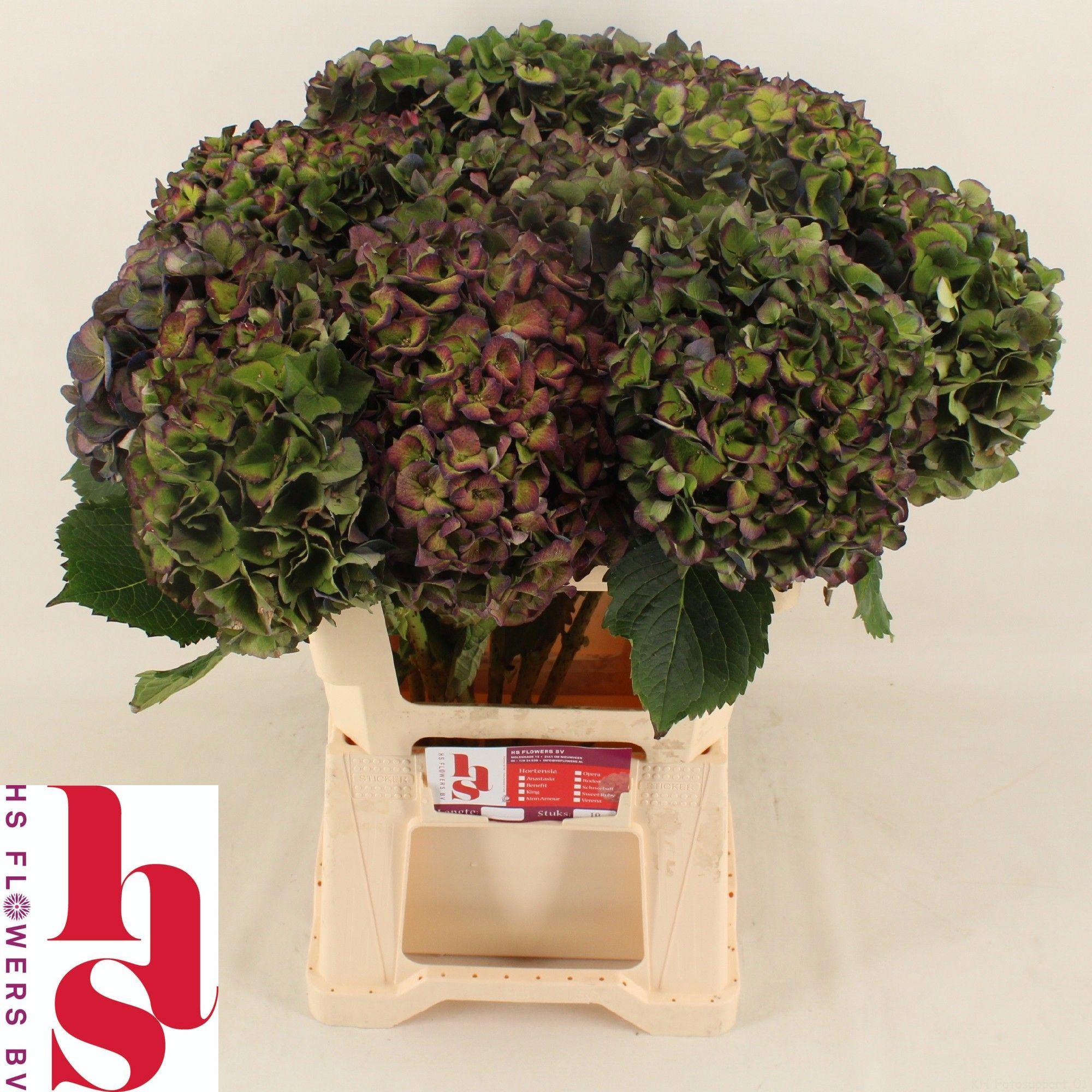 10x Hydr.mon amour classic 60cm