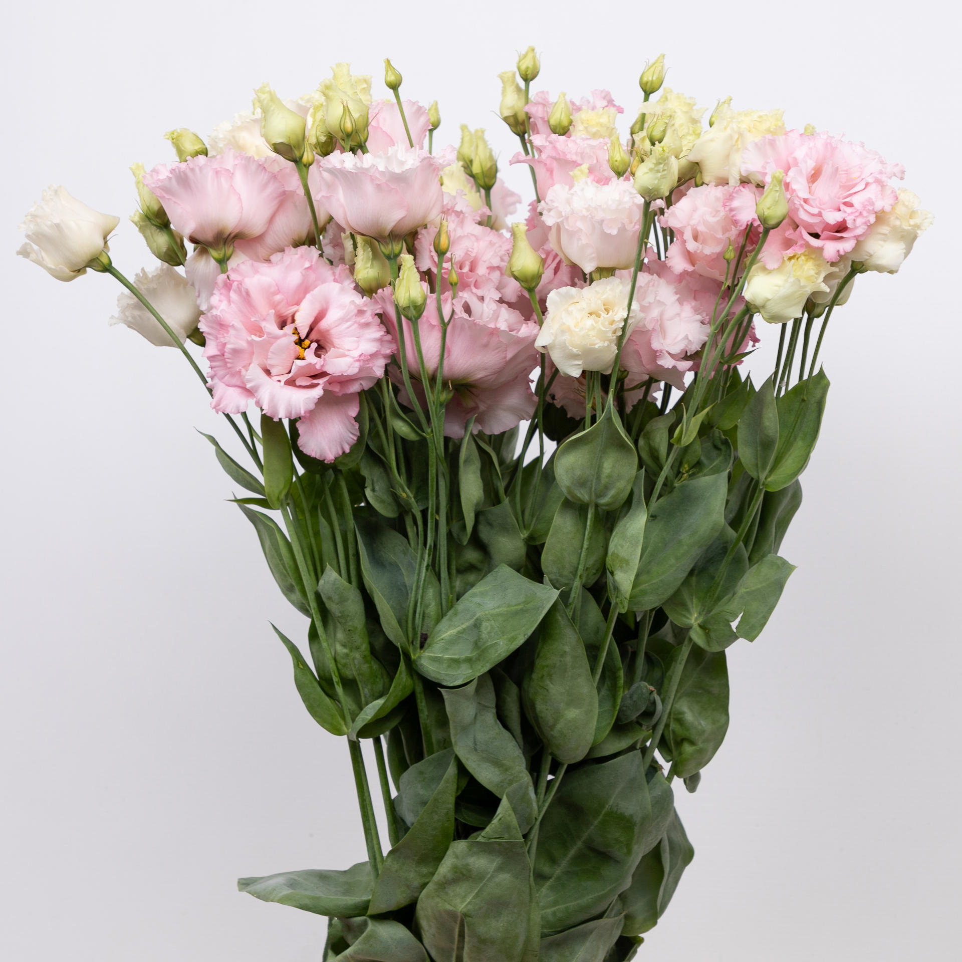 10x Eust.celeb queen du 70cm