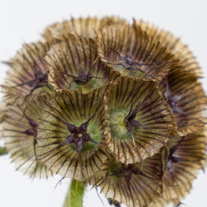 20x Scabiosa stellata 70cm