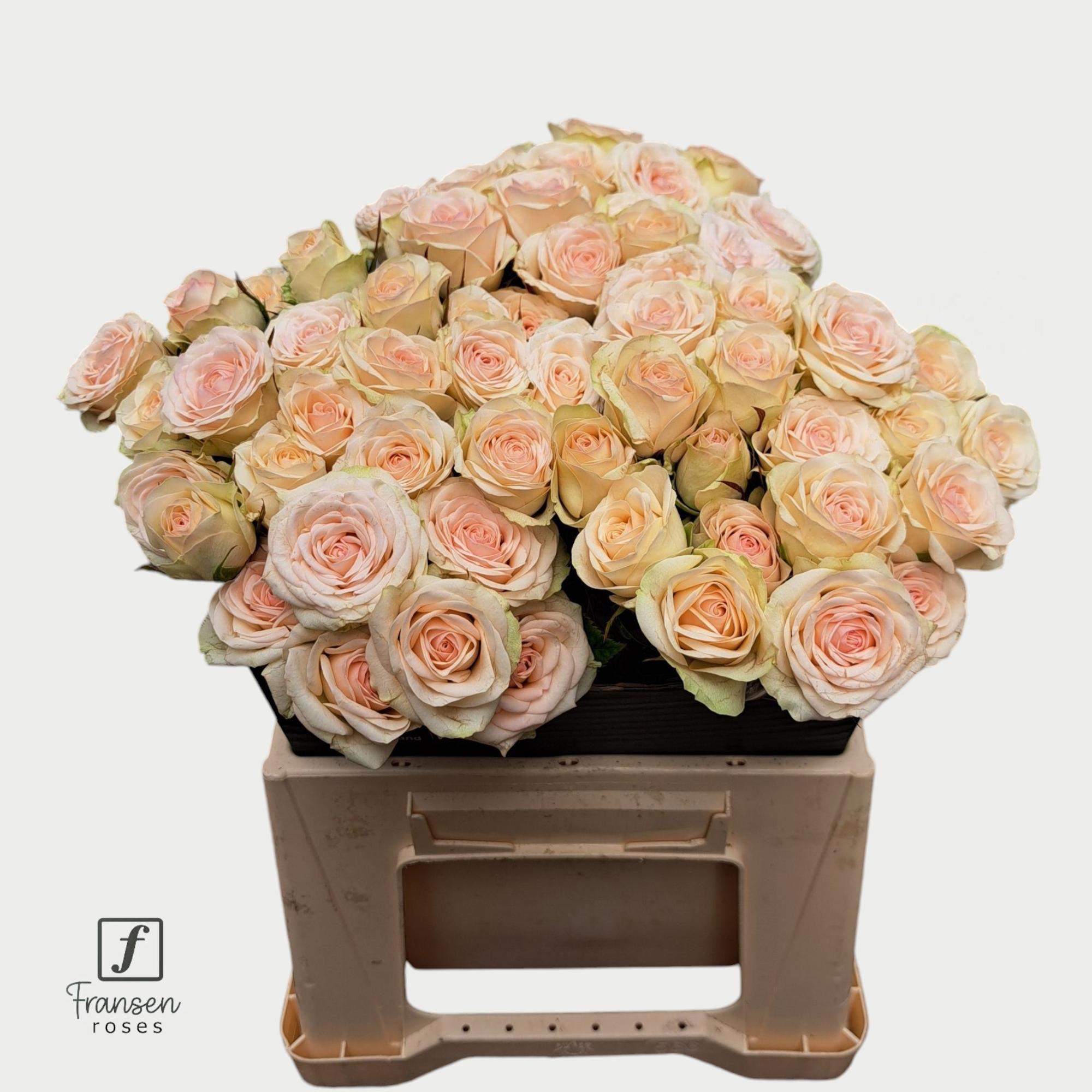10x Rosa tr. pinky promise 40cm