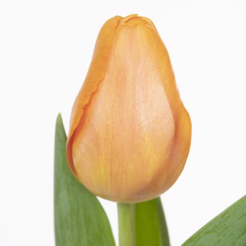 50x Tulipa time out en 40cm
