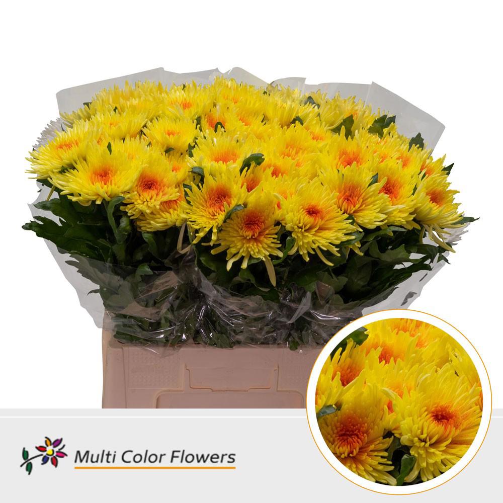 10x Chrysant topspin geel/oranje 70cm