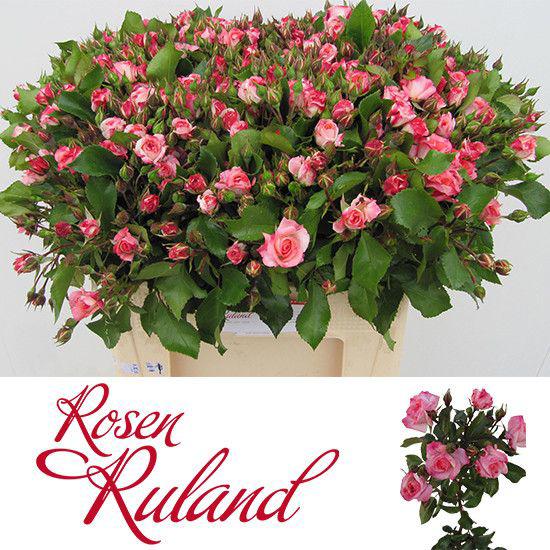 10x Rosa overig 50cm