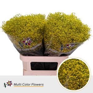 25x Gipskruid m.stars geel 80cm
