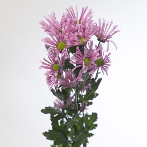 25x Chrysant san.bluff 50cm