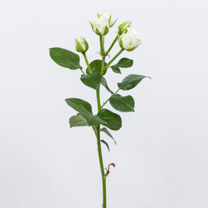 10x Rosa white lady 70cm