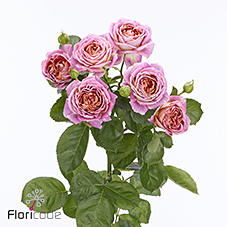 10x Rosa magic strike 50cm