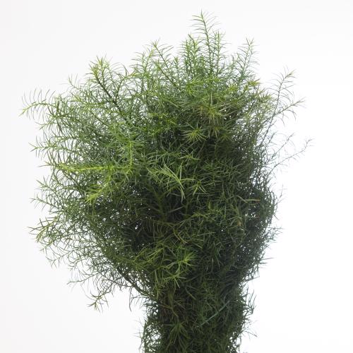 5x Ko cryptomeria jap.elegans 60cm