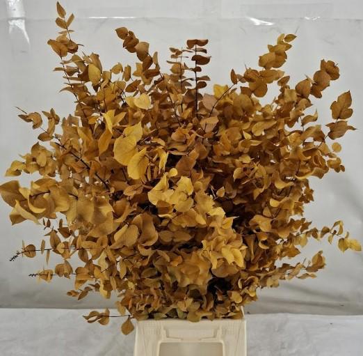 5x Dc eucalyptus stuart.geel gestabiliseerd 70cm