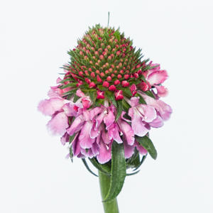 25x Scabiosa focal scoop bicolor pink 60cm