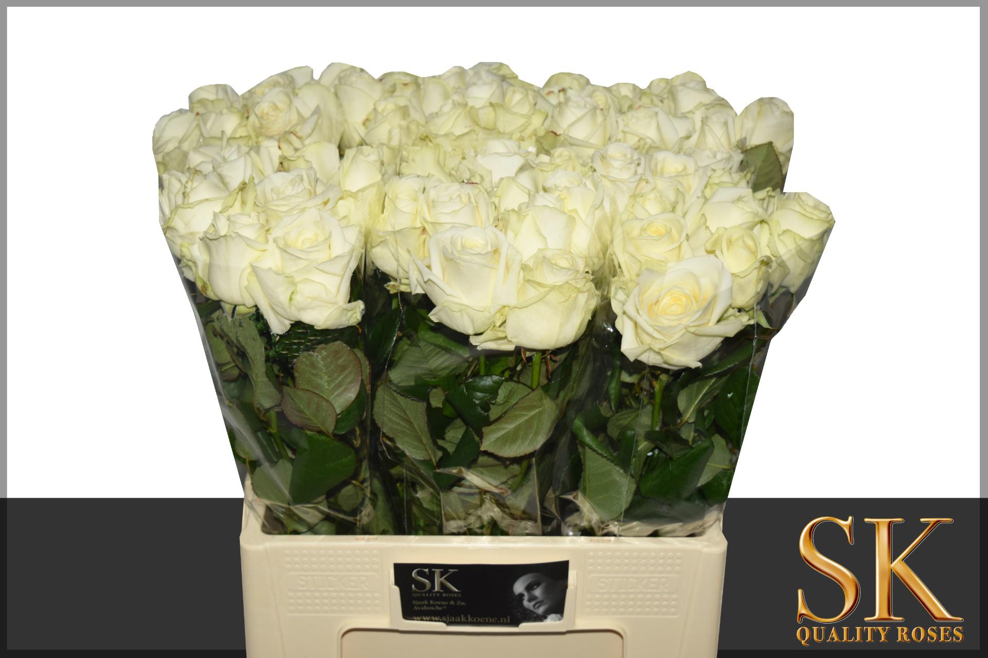 10x Rosa avalanche+ 50cm