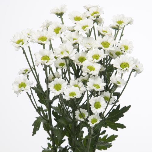 25x Chrysant san.madiba lindi white 50cm