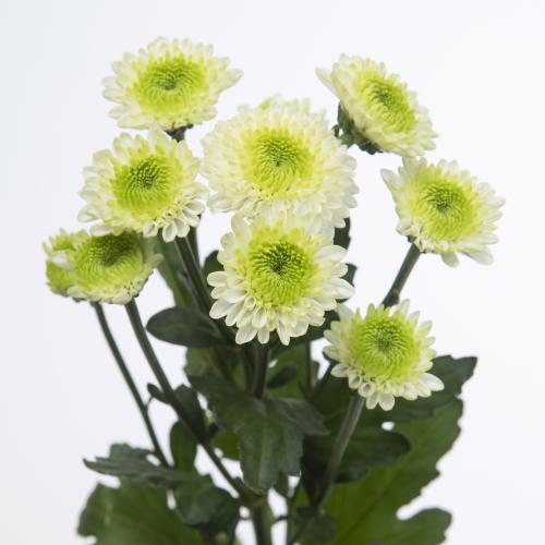 25x Chrysant san.ferry 50cm
