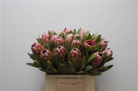 5x Prot.pink ice 40cm