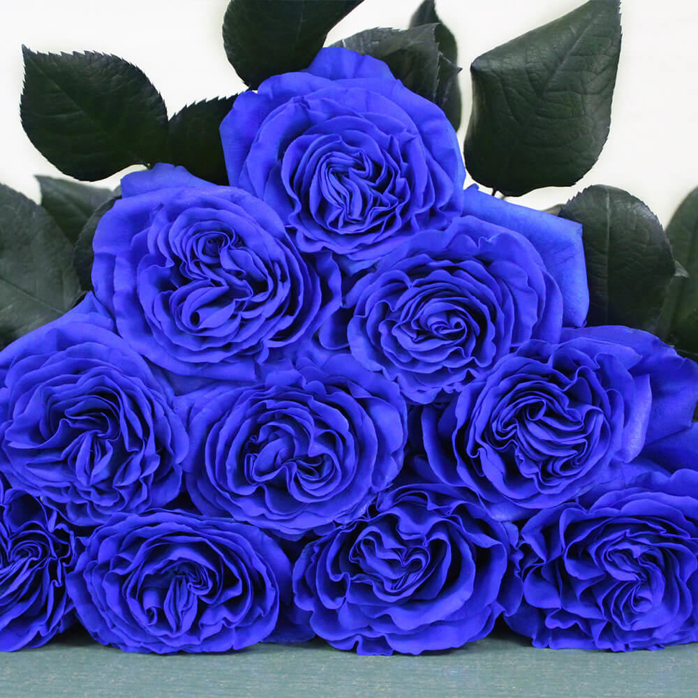 12x Rosa bluetiful 60cm