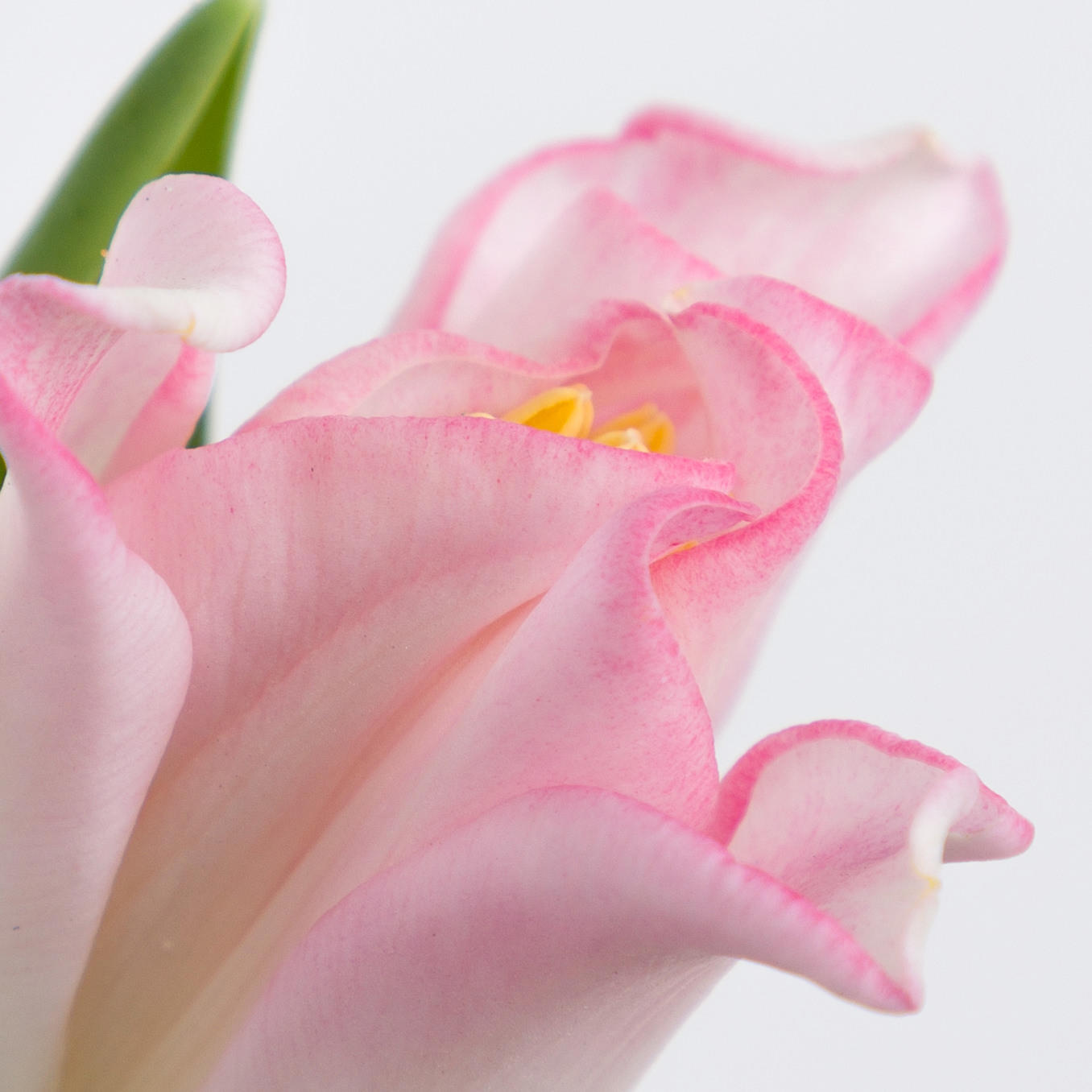 50x Tulipa crown dynasty co 40cm