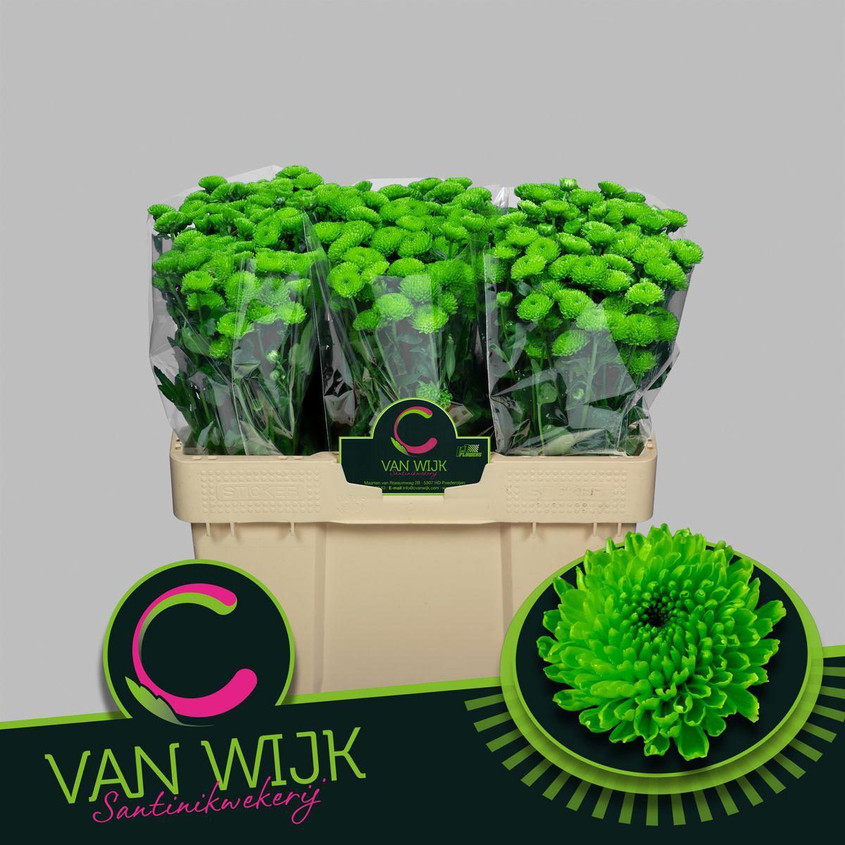 25x Chrysant san.country 50cm