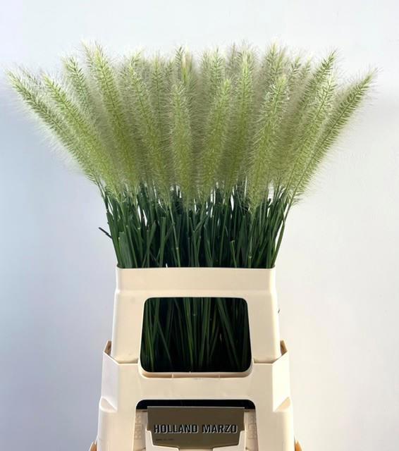 10x Gs pennisetum blondie 70cm