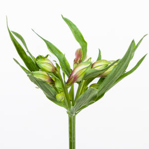 10x Alstroemeria elegance 70cm