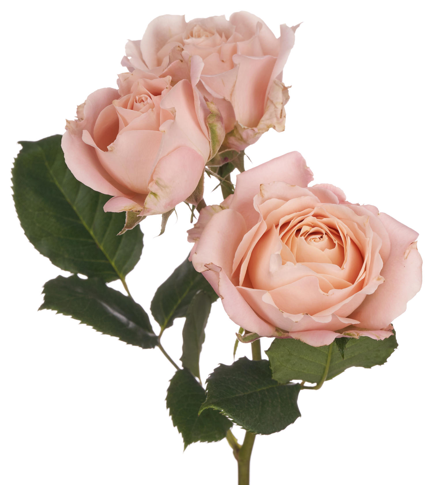 12x Rosa sahara sensation 50cm