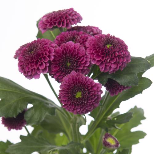 25x Chrysant san.purpetta 50cm