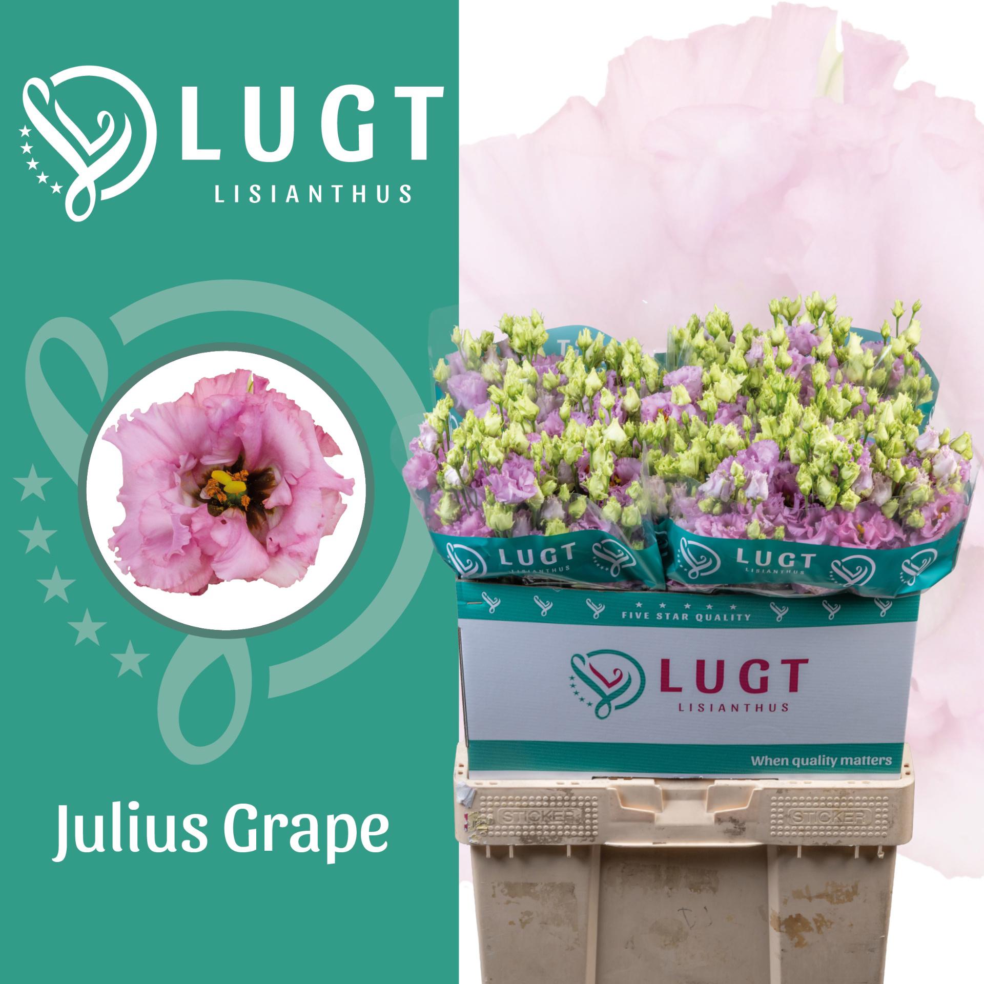10x Eust.julius grape du 70cm