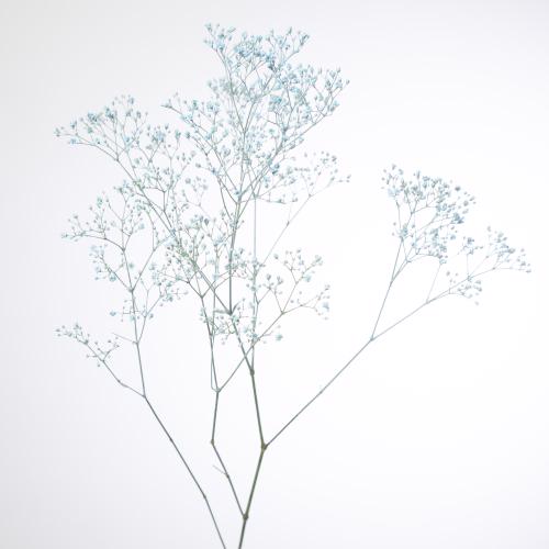 25x Gipskruid m.stars blauw 80cm