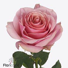 10x Rosa pink wave 50cm