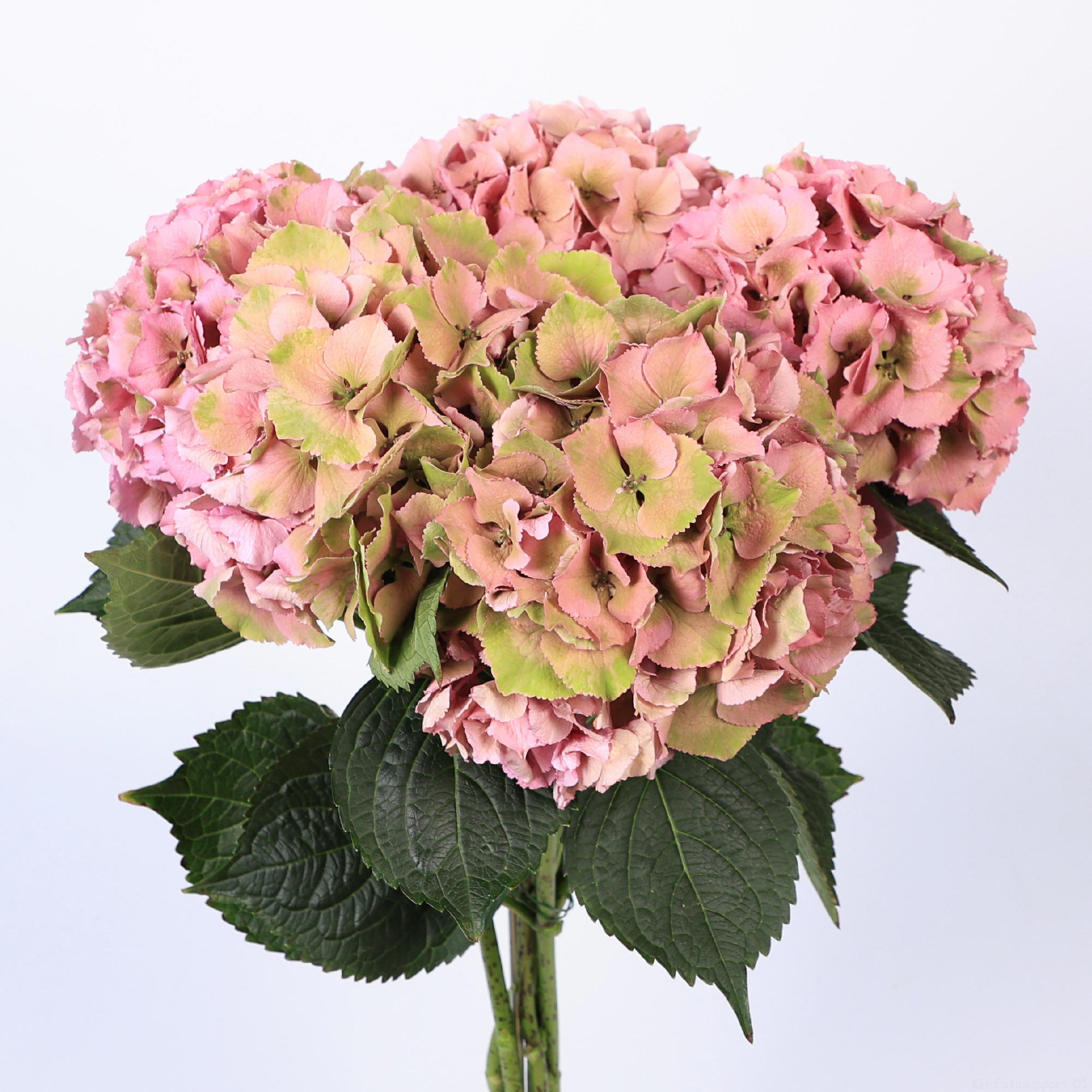10x Hydr.royal palace classic 60cm