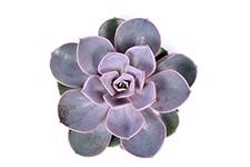 18x Echeveria parel van neurenberg