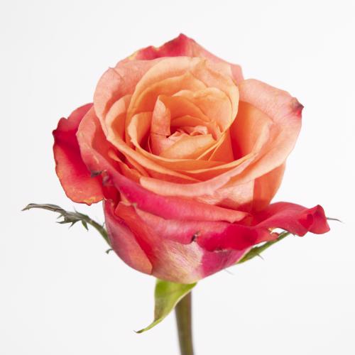 20x Rosa helene 70cm