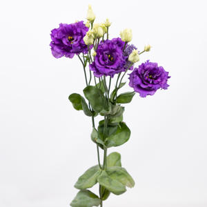 10x Eust.alissa blue du 70cm