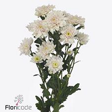 10x Chrysant pastela pink 70cm