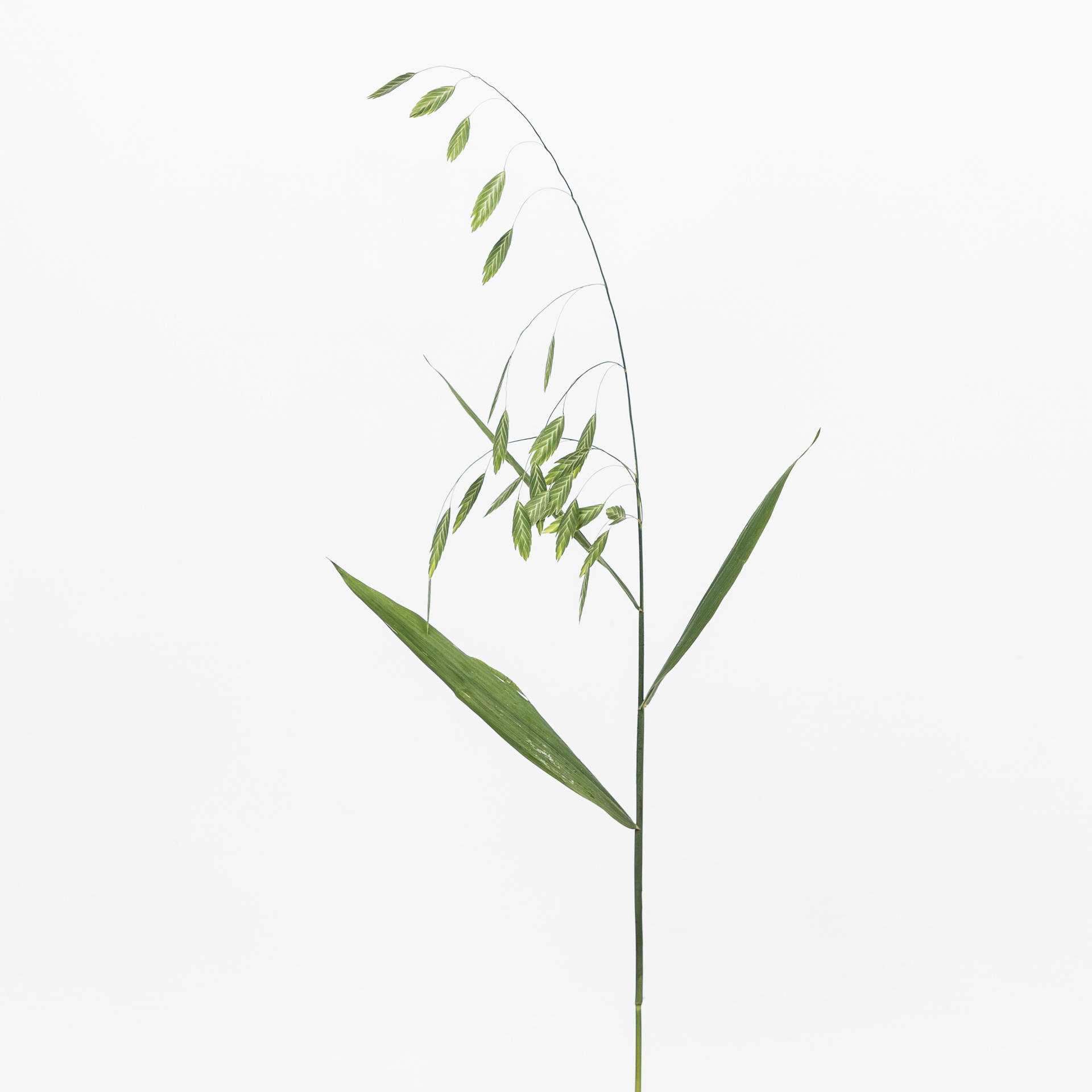 50x Gs chasmanthium latifolium mantis 80cm