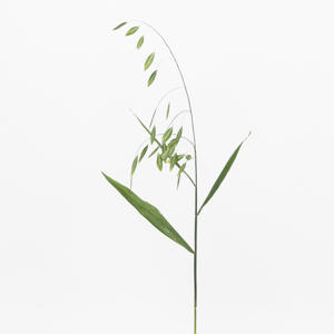 50x Gs chasmanthium latifolium mantis 80cm