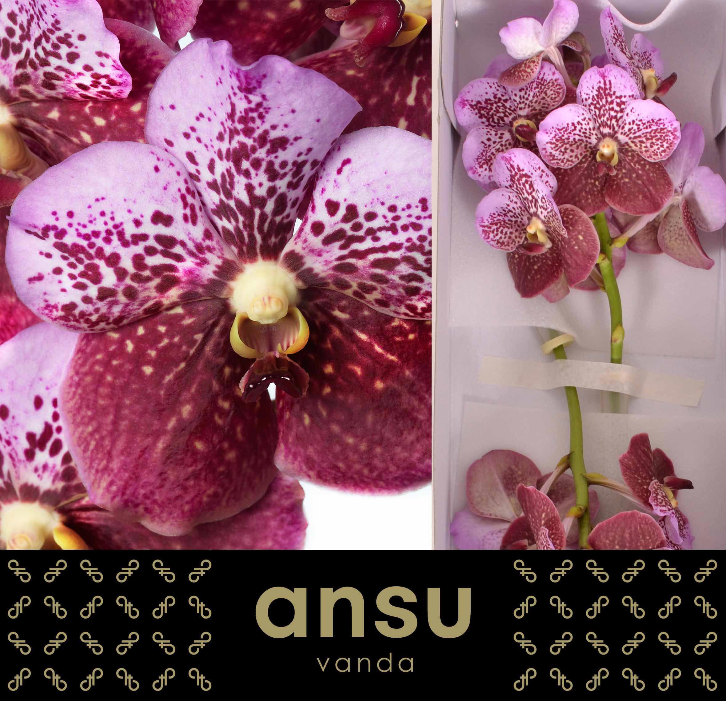 16x Vanda divana pink and mahogany 30cm