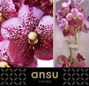 16x Vanda divana pink and mahogany 30cm