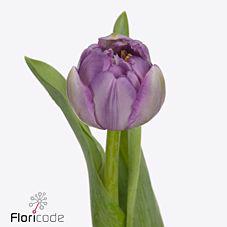 50x Tulipa saigon double du 40cm