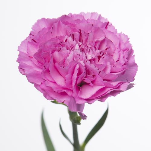 20x Dian.st.yukari scuro 70cm