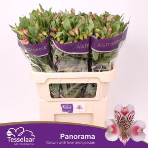 10x Alstroemeria panorama 70cm