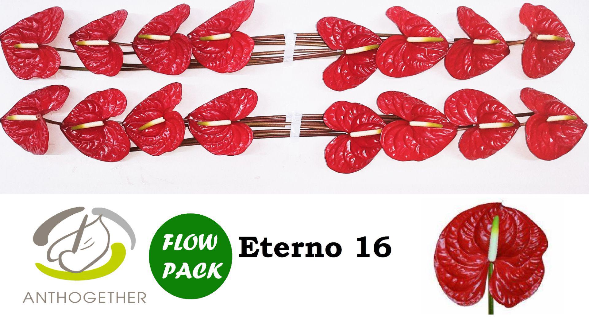 16x Anth.eterno 10cm