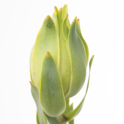 20x Pg leuc.procerum 50cm