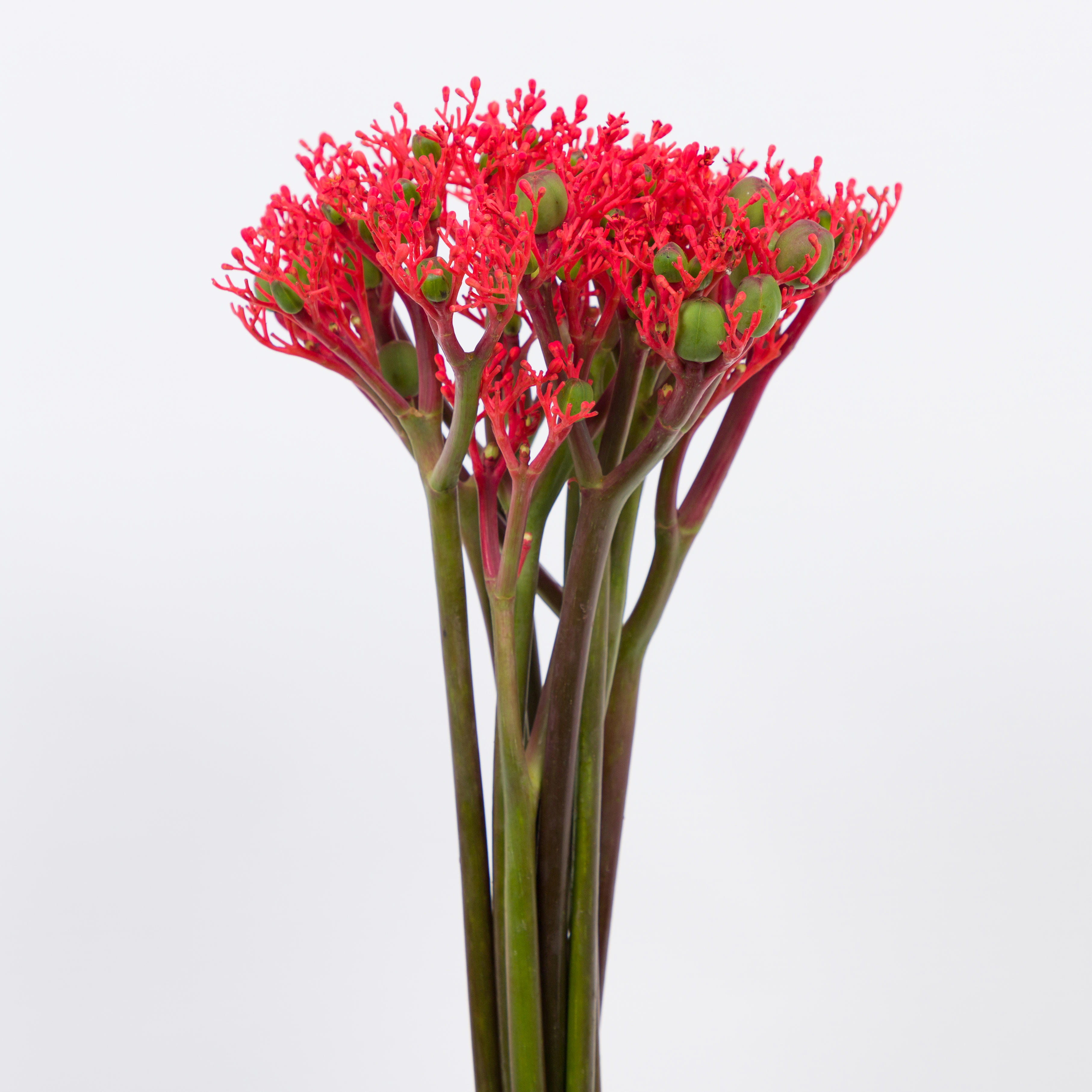 10x Jatropha firecracker 40cm