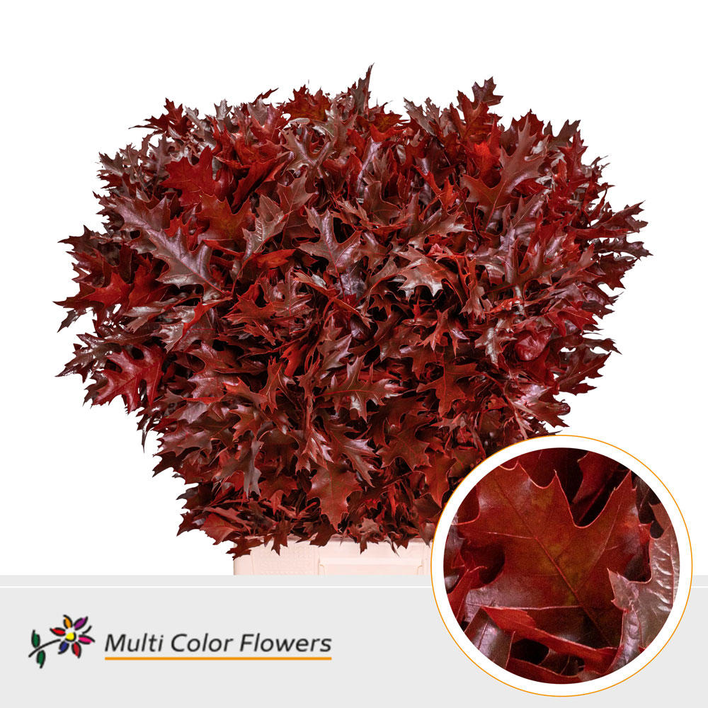100x Sg quercus palust.(v) rood 80cm