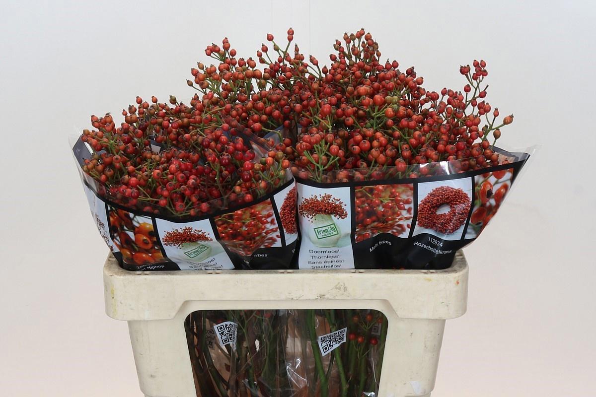 10x Rosa autumn rosefruits 50cm