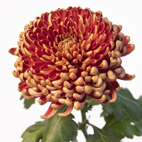 10x Chrysant ankara red g 70cm